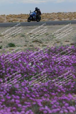 media/Jan-14-2023-SoCal Trackdays (Sat) [[497694156f]]/Turn 14 Exit Bloomig (145pm)/